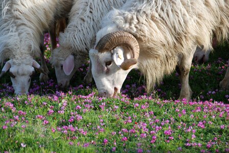 Natural blossom bloom