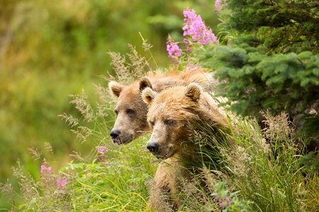 Kodiak brown bears-2
