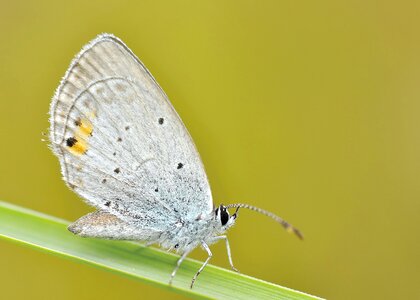 Insect butterfly macro