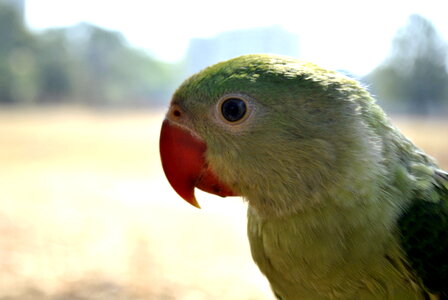 Green Parrot 2 photo