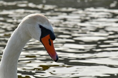 Head swan waterfowl photo