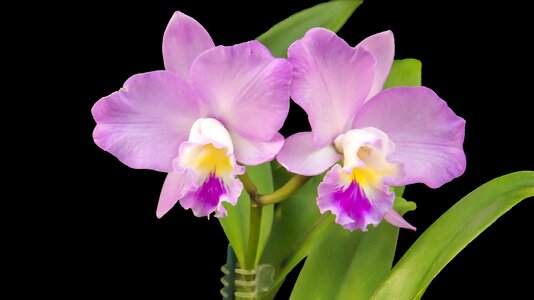 Violet flower flora