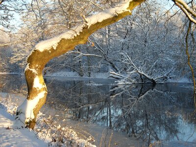 Frost tree river photo