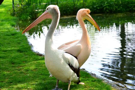 Flamingo animal zoo photo