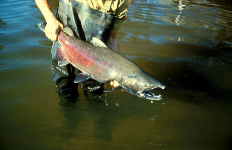 Captured Chinook Salmon - Oncorhynchus tshawytscha photo