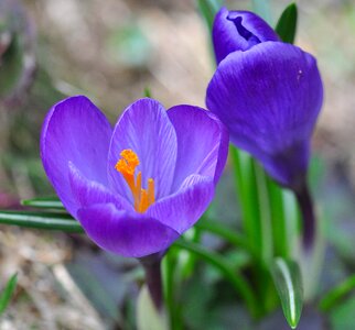 Bloom purple plant photo