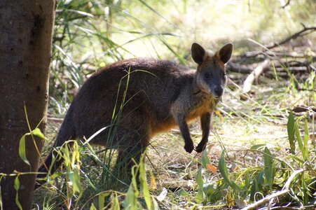 Marsupial mammal philip island