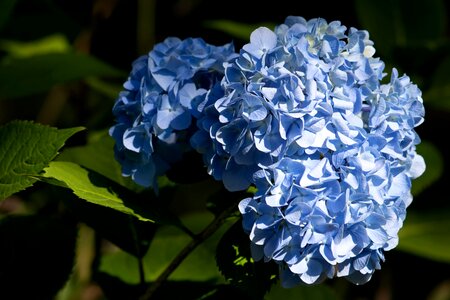 Blue purplish plant