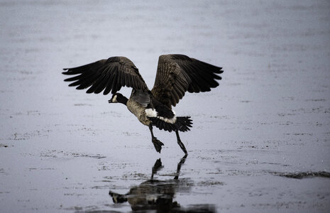 Canadian Goose taking off from the Pond photo