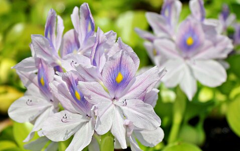 Beautiful Flowers blooming blossom
