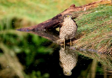 Sparrowhawk bird of prey mirror image