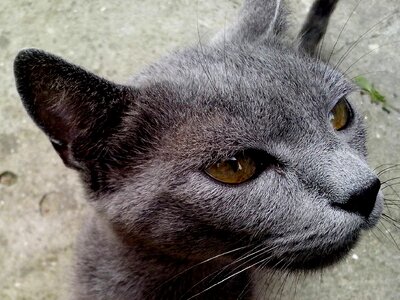 Beautiful Photo cat chief