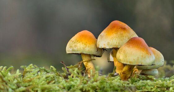 Detail fungi fungus