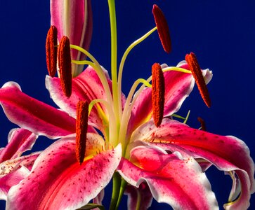 Flower red blossomed