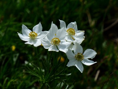 Narcissus flowered anemone mountain chicken mountain halili