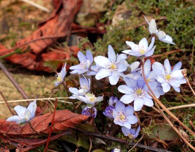 Spring early garden