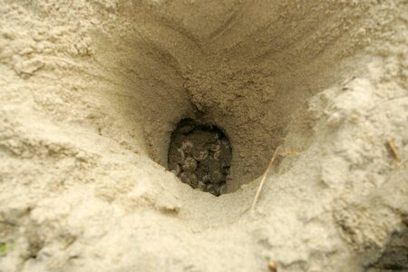 Caretta Caretta mare nest