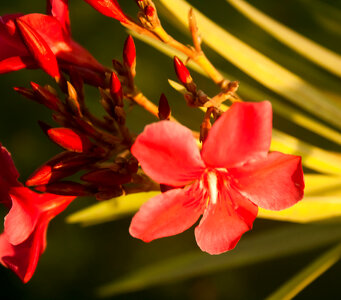 Red Flowers photo