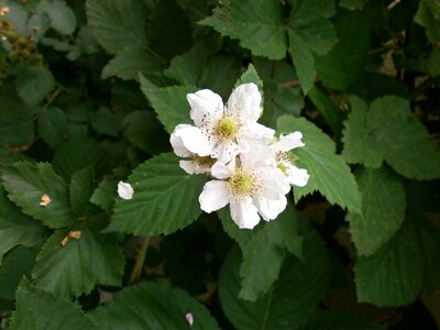 White flowers rosaceae genus rubus