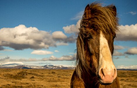Horse iceland portrait