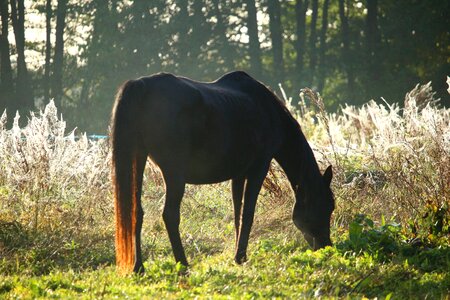 Rap thoroughbred arabian paddock