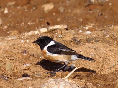 Bird animals nature photo