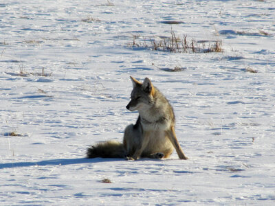 Coyote-2 photo