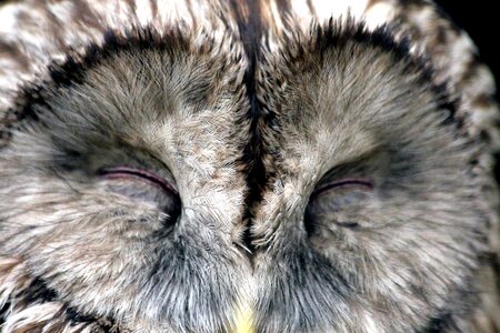 Animal beak cute