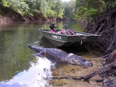 Alligator american coast photo