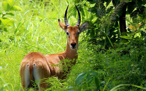 Wildlife mammal antelope photo