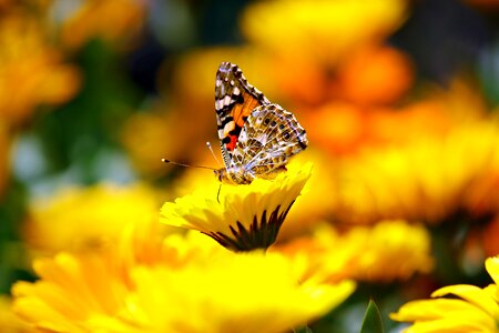 Morpho peleides monarch photo