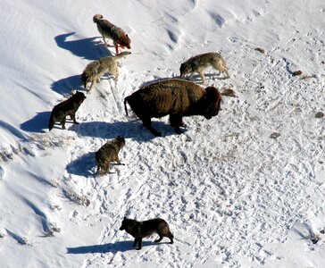 Buffalo surrounded ready to attack