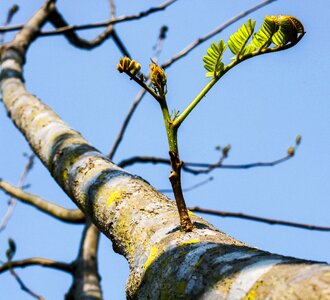 Tree plant spring