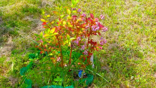 Beautiful beautiful flowers berries
