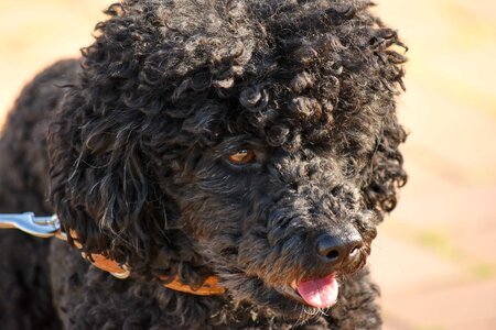 Dog happy head photo