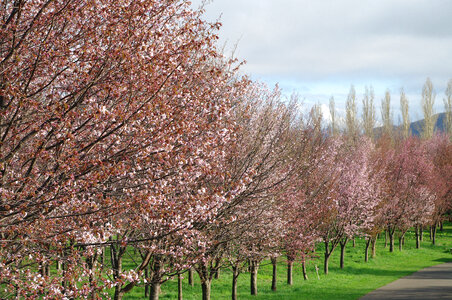 71 Cherry tree
