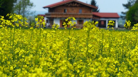 Oilseed rape lewat brassica napus photo