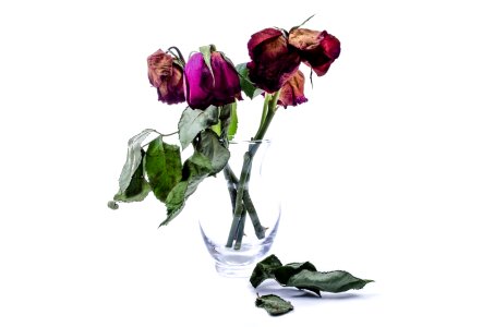 Rose death isolated