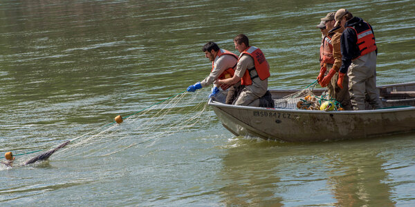 Fisheries crew netting paddlefish-2