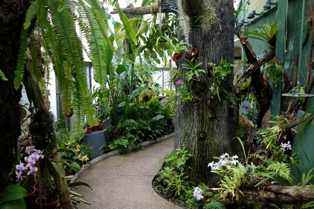 Orchid plant nursery photo
