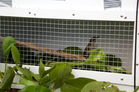 Biology bird cage