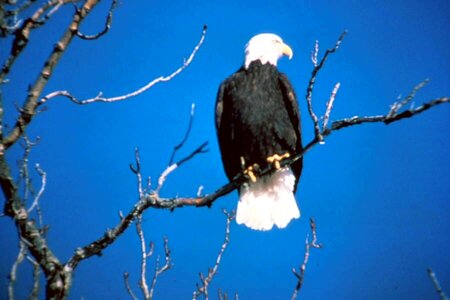 Bald Eagle bird eagle photo