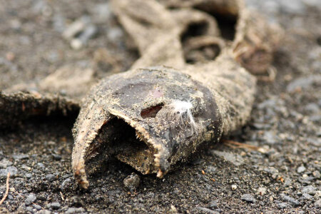 Salmon carcass