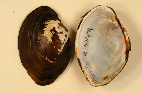 Lampsilis cardium-1