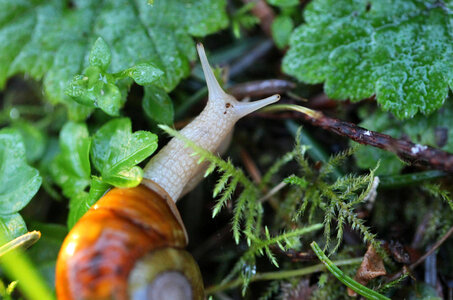 Garden snail 