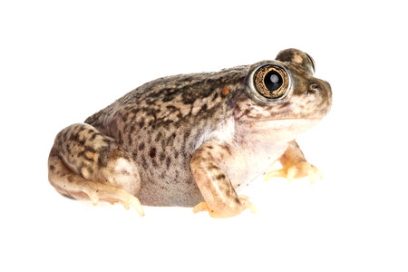 Plains spadefoot toad-3