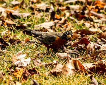 Songbird turdus migratorius fly