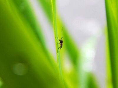 Green spring nature