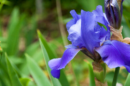 Blue flower photo