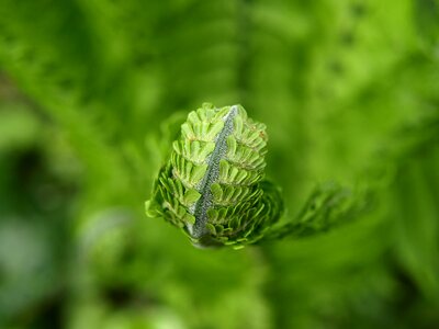 Green plant spring